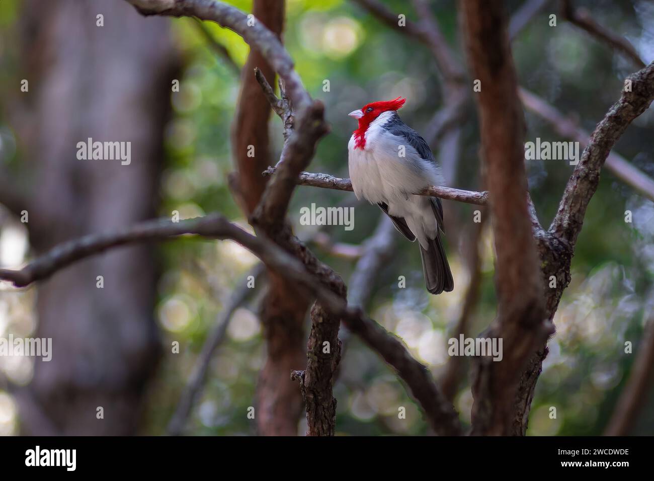 Uccello cardinale con cresta rossa (Paroaria Coronata) Foto Stock