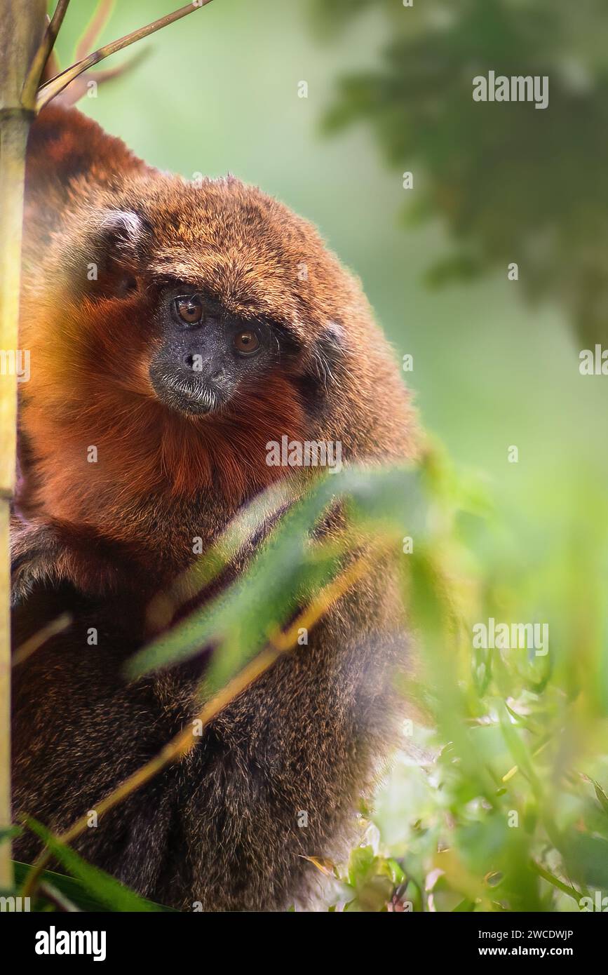 Coppery Titi Monkey (Plecturocebus cupreus) Foto Stock