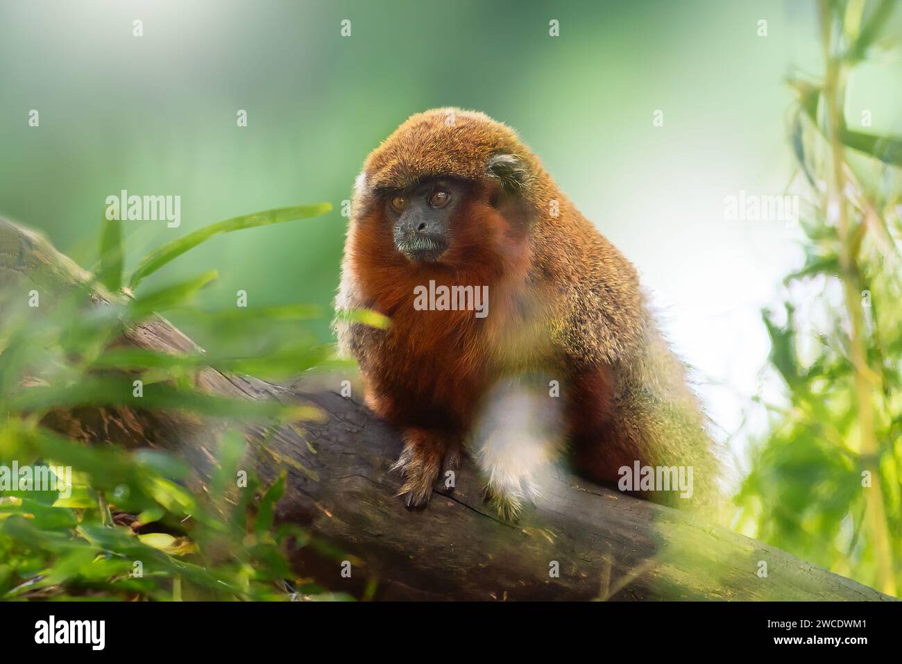 Coppery Titi Monkey (Plecturocebus cupreus) Foto Stock