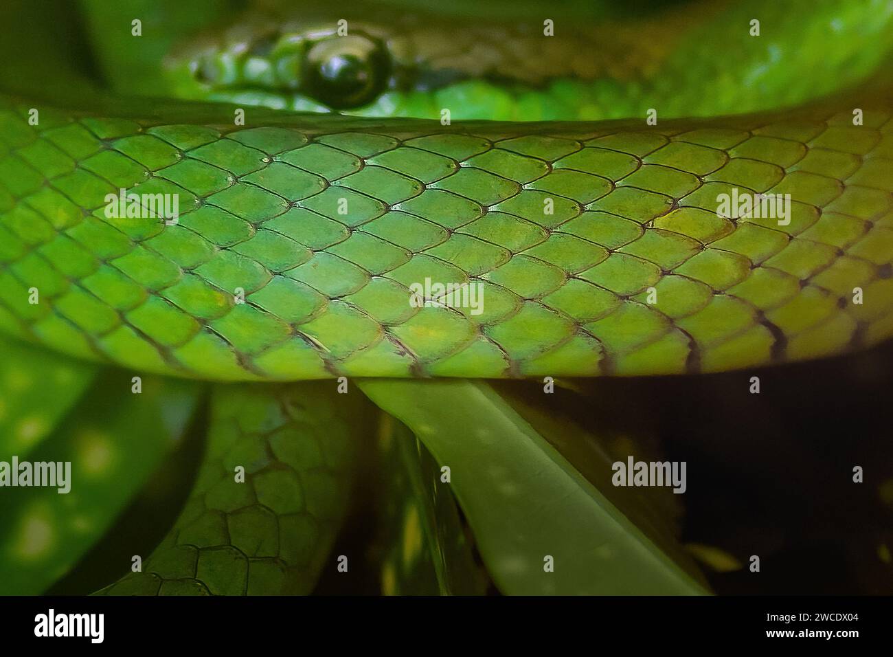Texture Snake Scales - Racer verde sudamericano (Philodryas olfersii) Foto Stock