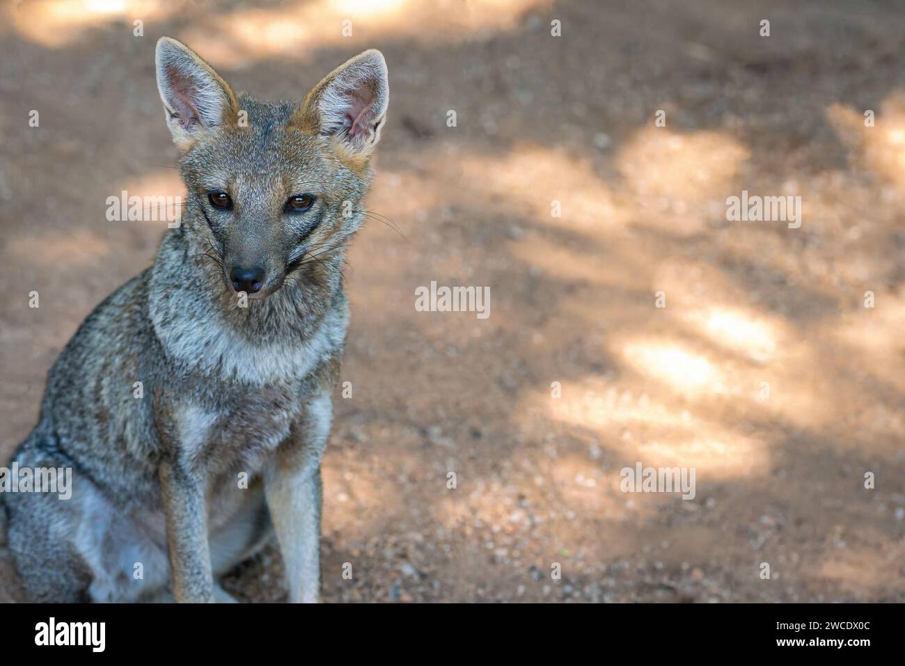 Volpe hoary (Lycalopex vetulus) - canide brasiliano Foto Stock