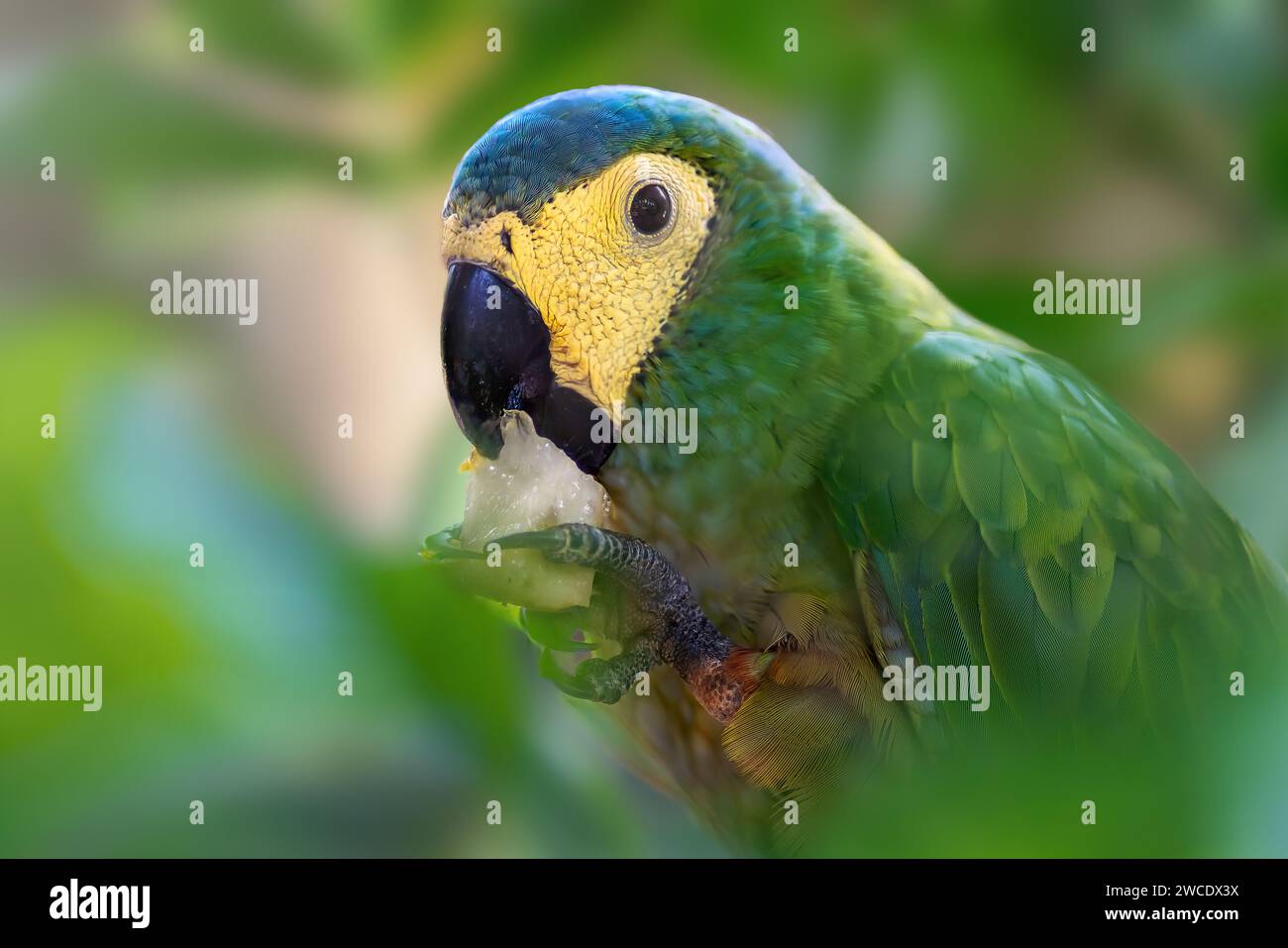 Pappagallo di Macao con becchi rossi (Orthopsittaca manilatus) Foto Stock