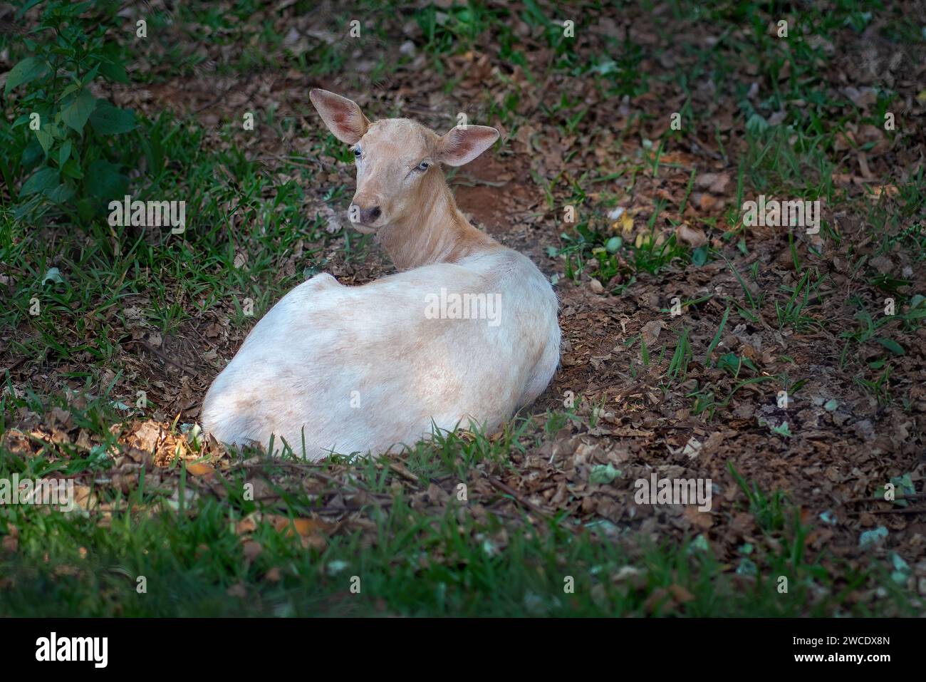 Cervo bianco (Dama dama) Foto Stock