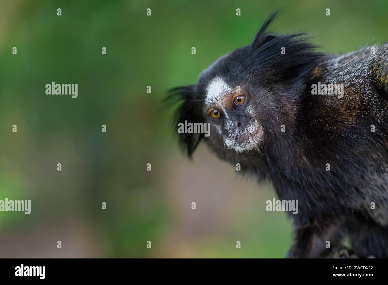 Scimmia Marmoset con ciuffo nero (Callithrix penicillata) Foto Stock