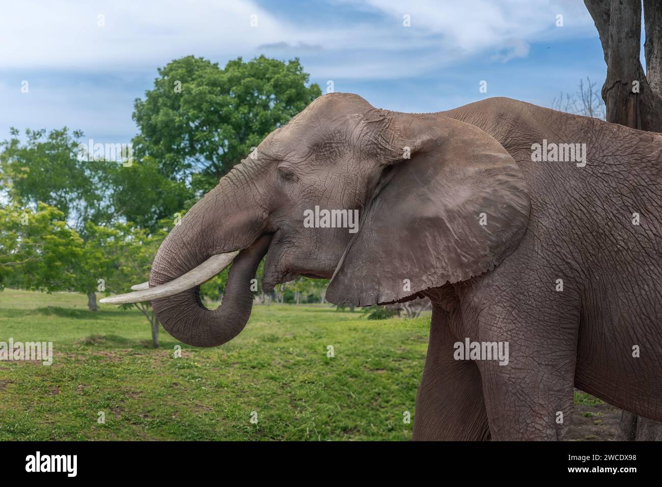 Bush africano Elefante africano (Loxodonta africana) Foto Stock