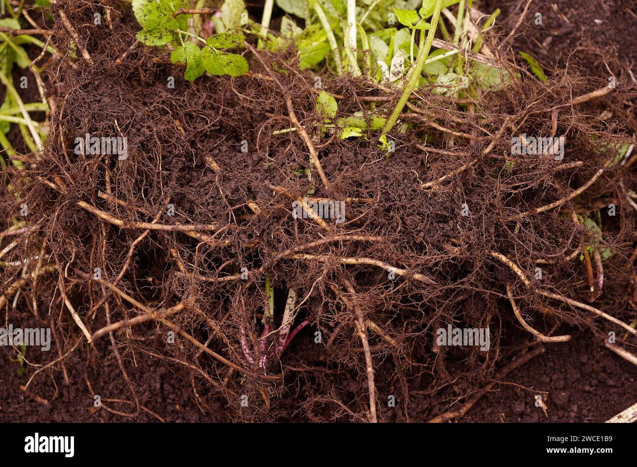 Aegopodium podagraria "Ground Elder" - rizomi Foto Stock