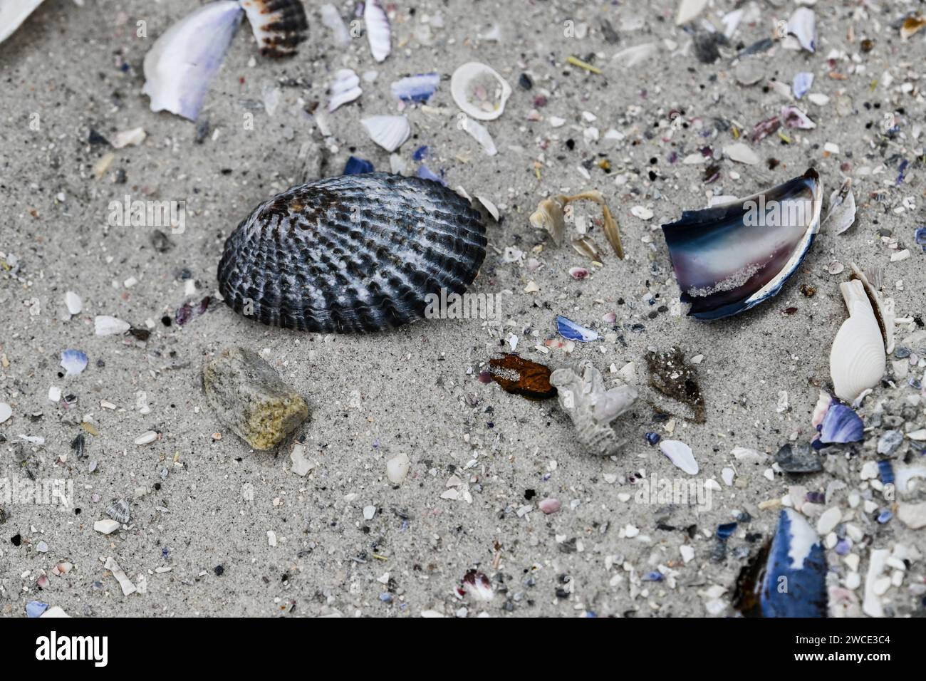 Conchiglie nella sabbia, York Beach, Stanley, Falkland Islands Foto Stock