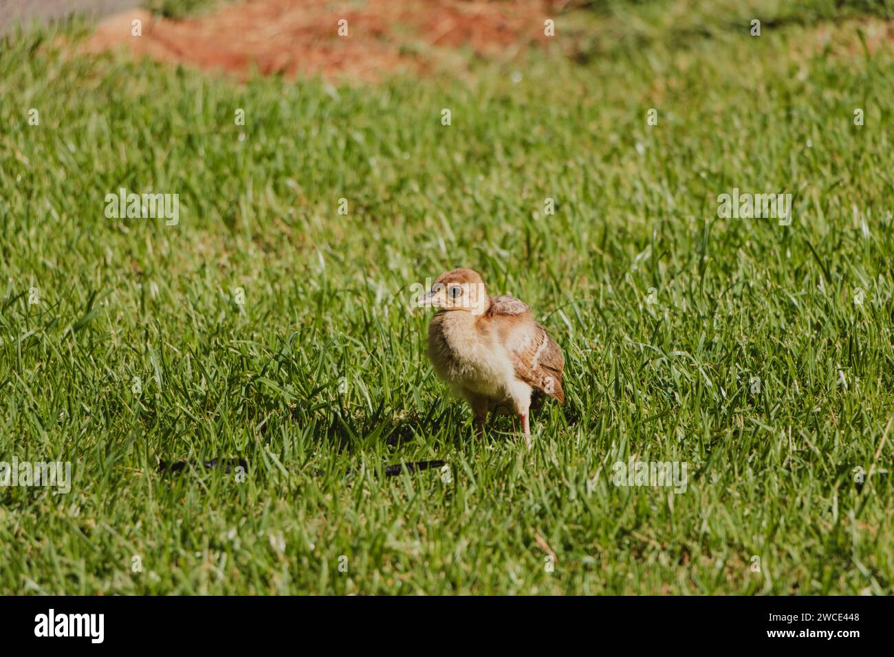 peacock chicks graffiano nell'erba Foto Stock