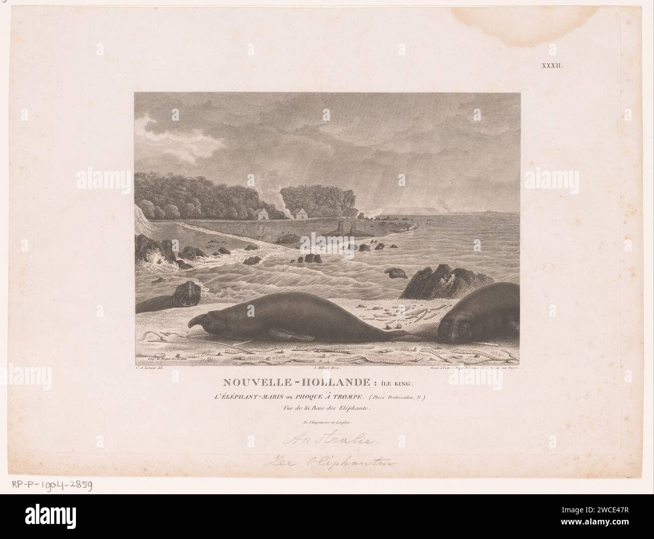 Zeeolifanten, Victor Pillement, dopo Charles Alexandre Lesueur, 1777 - 1814 stampa numerata in alto a destra: XXXII. Mammiferi da nuoto con incisione di carta: Seal Australia Foto Stock
