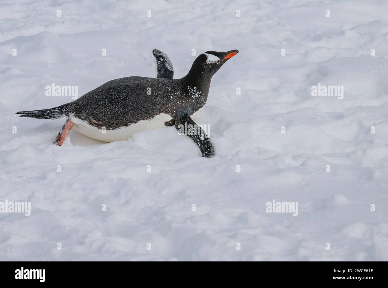 Pinguini di Gentoo che arrivano ai campi di riproduzione, al porto di Neko, in Antartide, camminando nella neve e nel ghiaccio per trovare il luogo di nidificazione, sulla riva dopo aver lasciato l'acqua Foto Stock