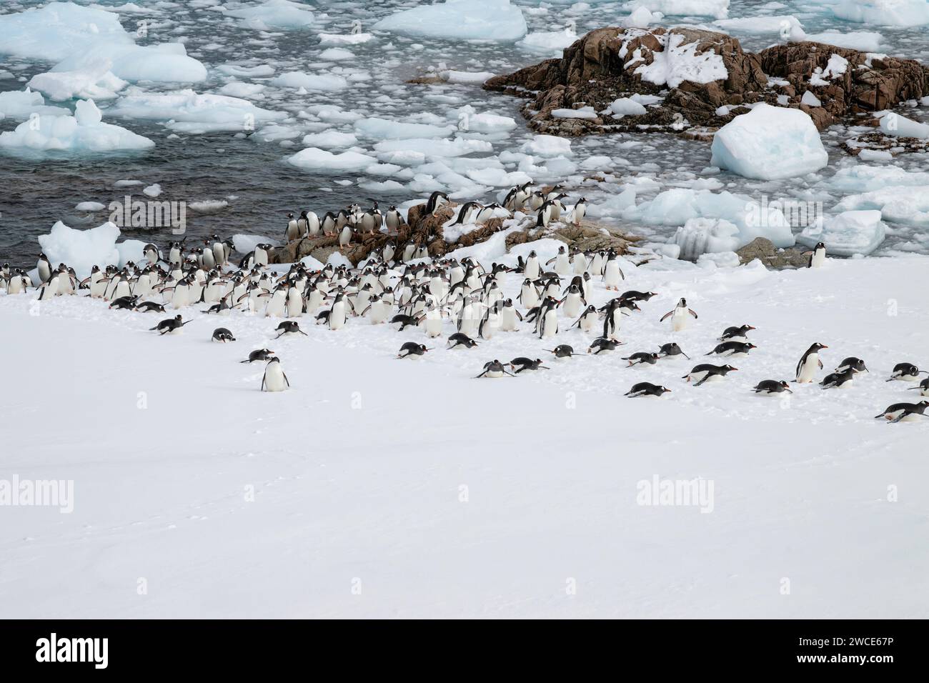 Pinguini di Gentoo che arrivano ai campi di riproduzione, al porto di Neko, in Antartide, camminando nella neve e nel ghiaccio per trovare il luogo di nidificazione, sulla riva dopo aver lasciato l'acqua Foto Stock