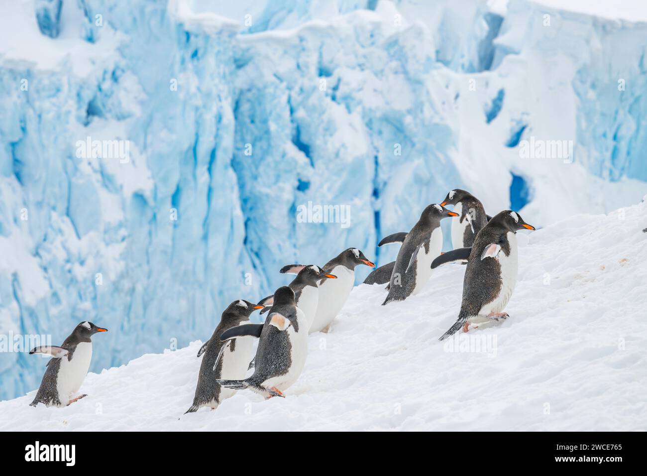 Pinguini di Gentoo che arrivano ai campi di riproduzione, al porto di Neko, in Antartide, camminando nella neve e nel ghiaccio per trovare il luogo di nidificazione, sulla riva dopo aver lasciato l'acqua Foto Stock