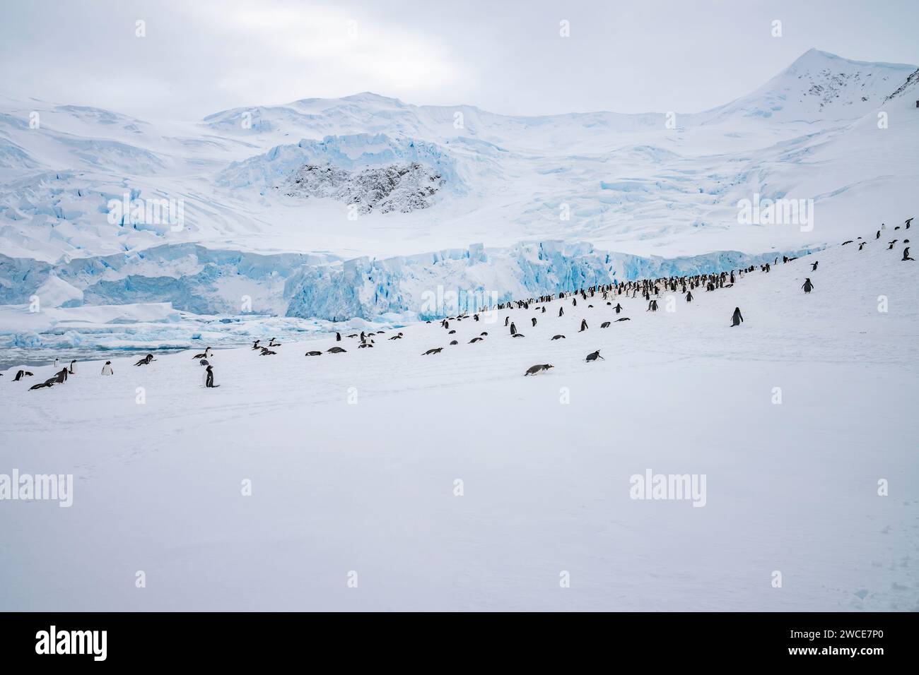 Pinguini di Gentoo che arrivano ai campi di riproduzione, al porto di Neko, in Antartide, camminando nella neve e nel ghiaccio per trovare il luogo di nidificazione, sulla riva dopo aver lasciato l'acqua Foto Stock