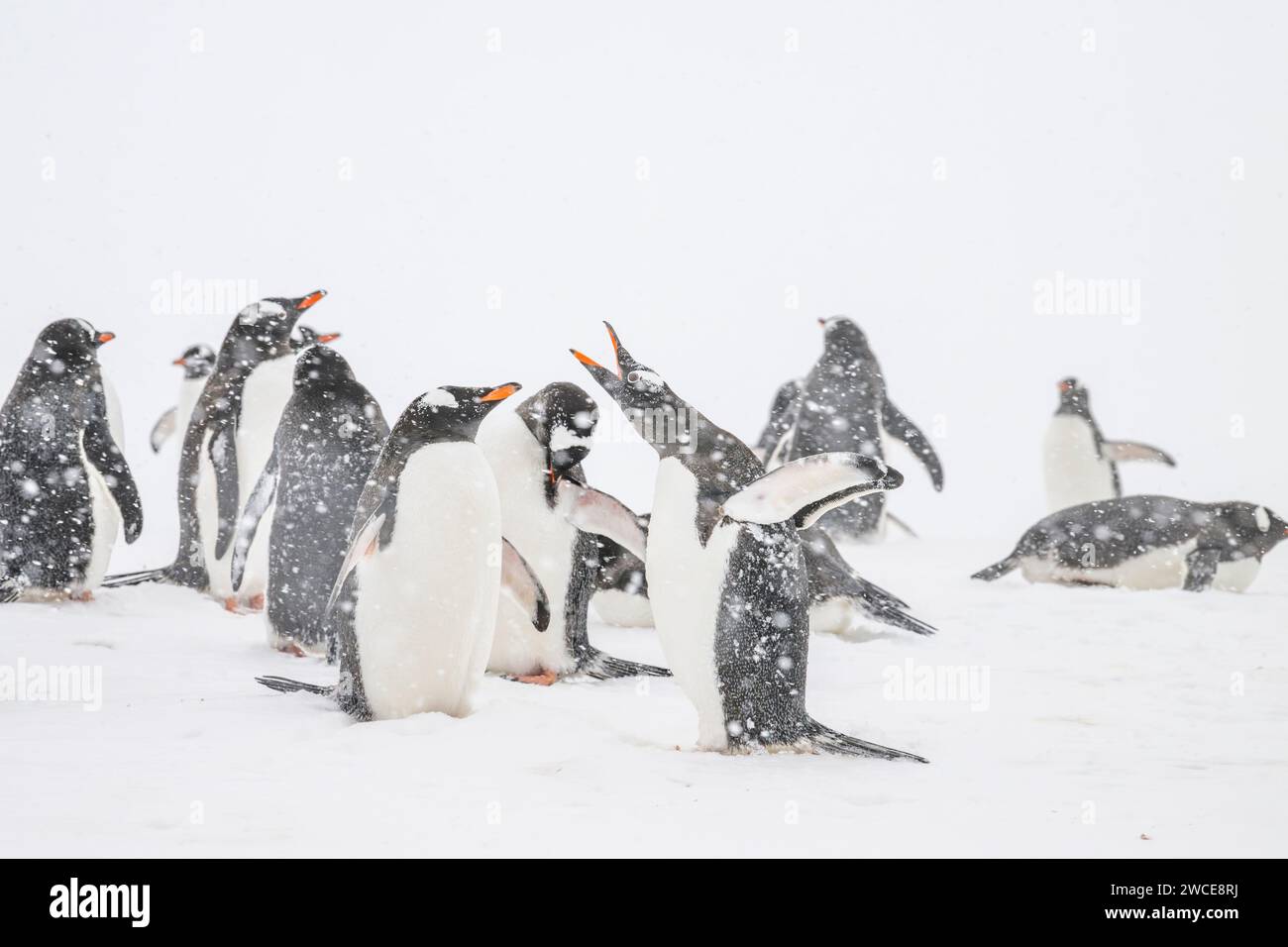 Pinguini di Gentoo nei campi di riproduzione, sull'isola di Cuverville, in Antartide, camminando nella neve e nel ghiaccio per trovare il punto di nidificazione, in piedi durante la tempesta di neve Foto Stock