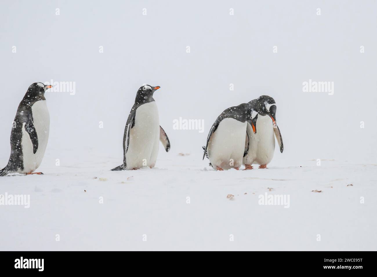 Pinguini di Gentoo nei campi di riproduzione, sull'isola di Cuverville, in Antartide, camminando nella neve e nel ghiaccio per trovare il punto di nidificazione, in piedi durante la tempesta di neve Foto Stock