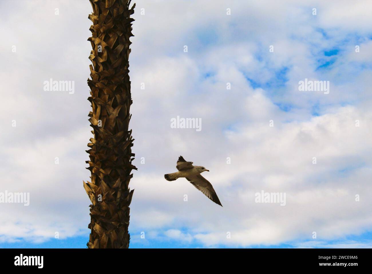 California Gulls che si librano vicino alle palme Foto Stock