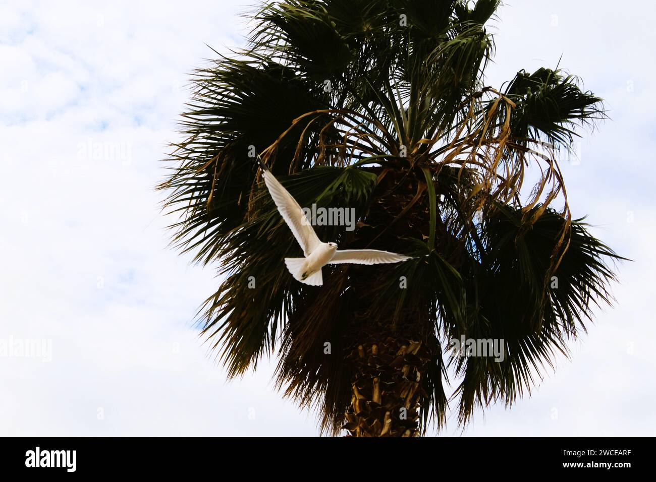 California Gulls che si librano vicino alle palme Foto Stock