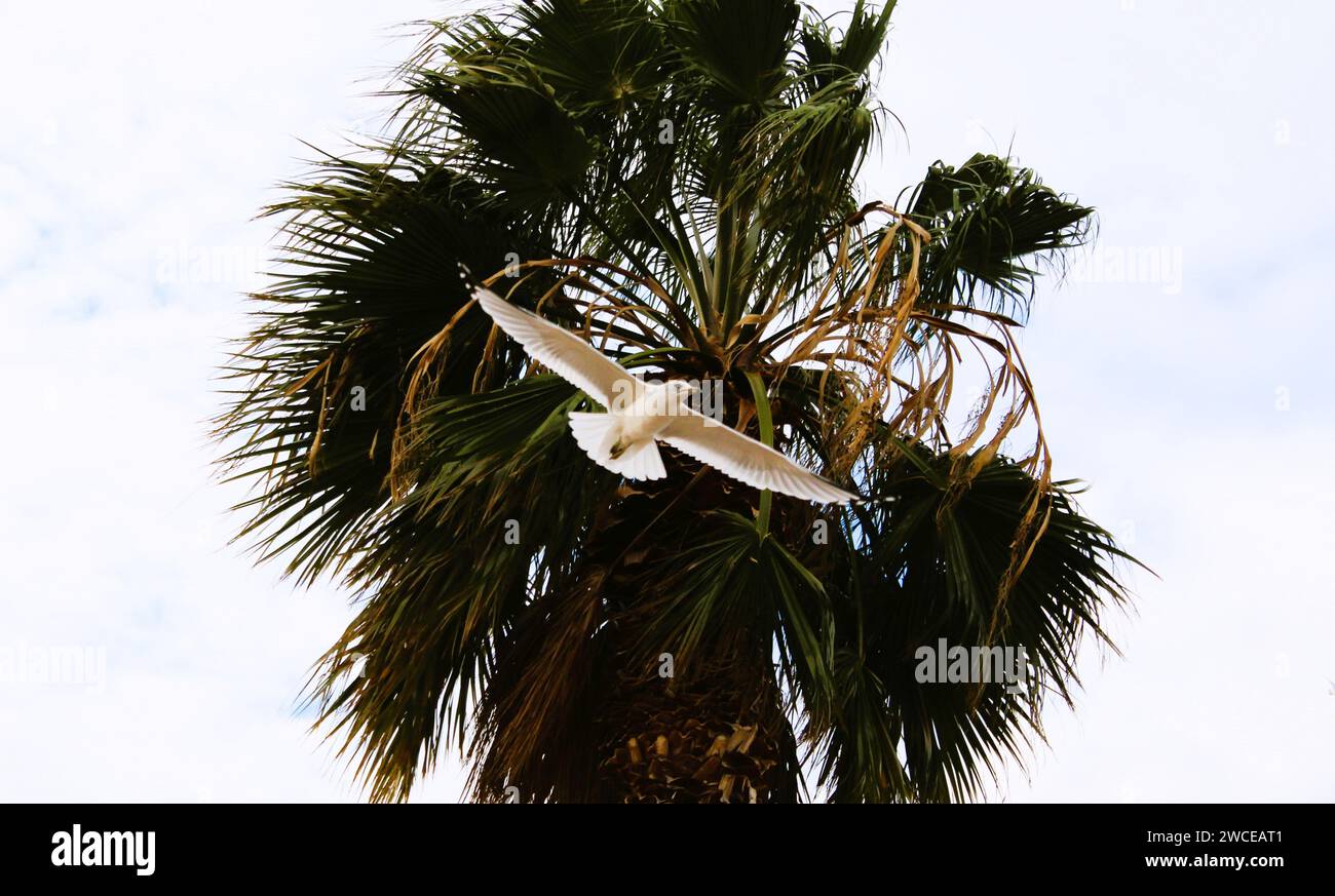 California Gulls che si librano vicino alle palme Foto Stock