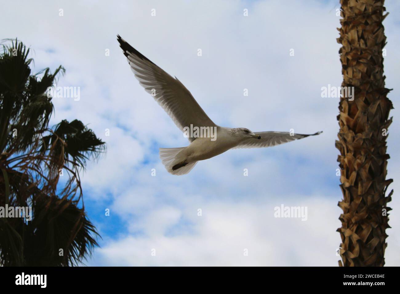 California Gulls che si librano vicino alle palme Foto Stock