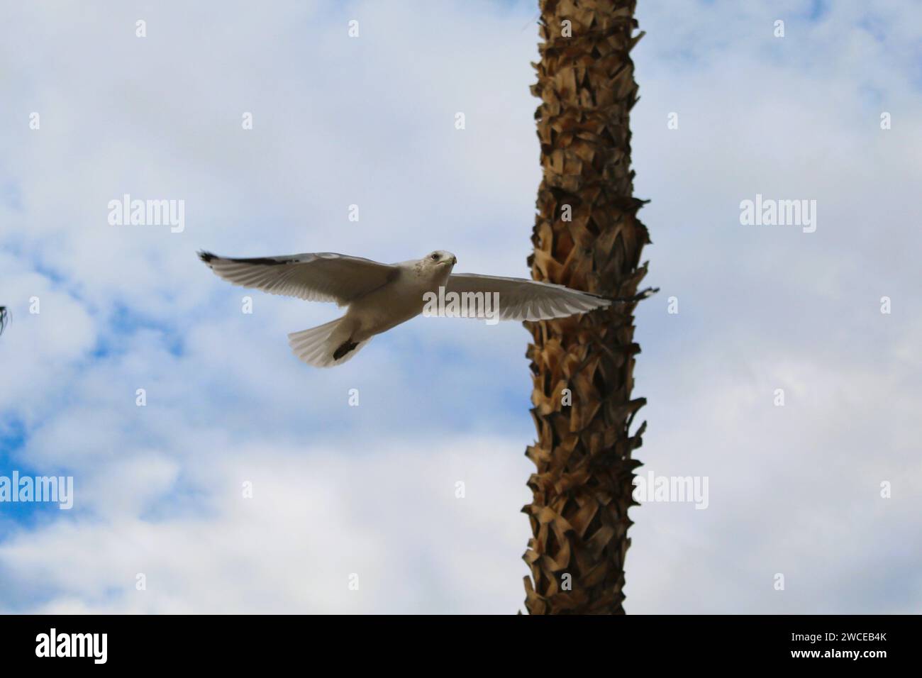 California Gulls che si librano vicino alle palme Foto Stock