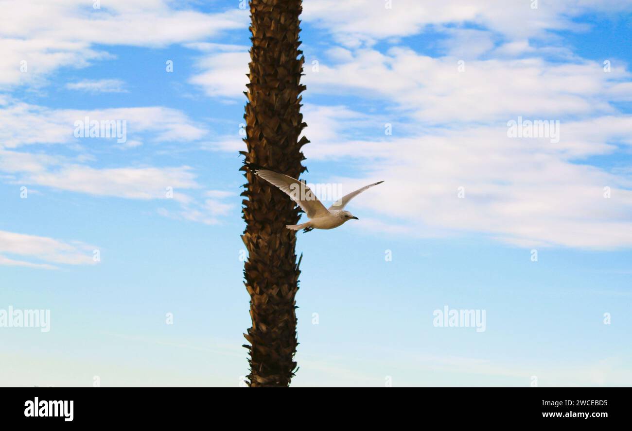 California Gulls che si librano vicino alle palme Foto Stock