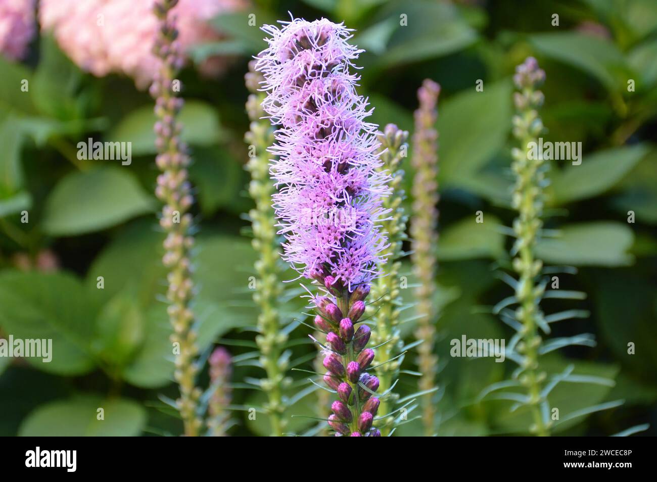 Stella fiammeggiante che fiorisce in giardino Foto Stock