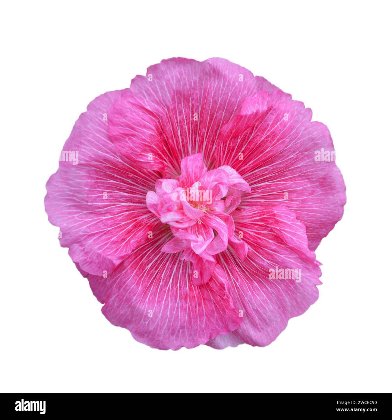 Fiore di Hollyhock isolato su sfondo bianco Foto Stock