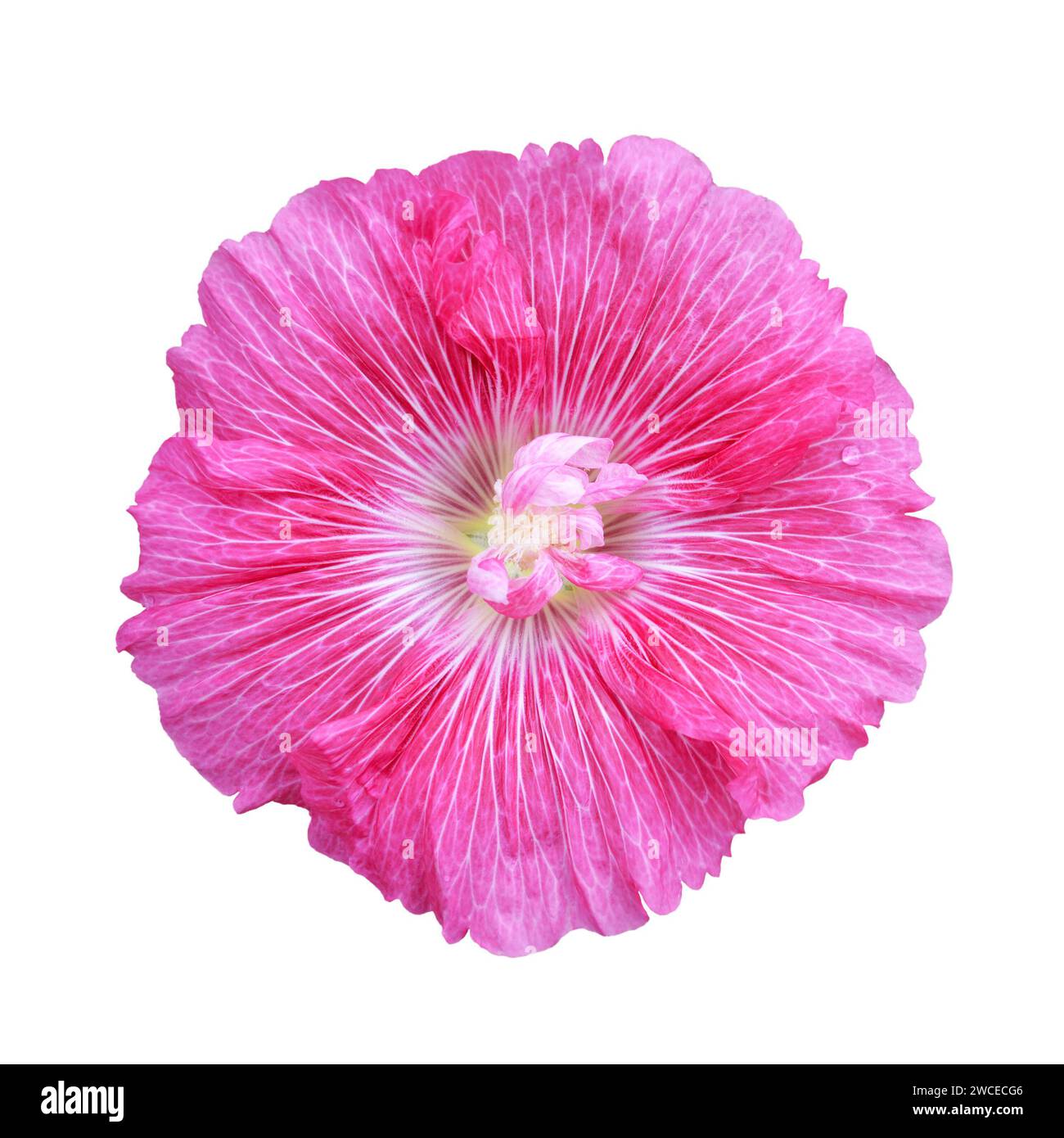 Fiore di Hollyhock isolato su sfondo bianco, primo piano Foto Stock