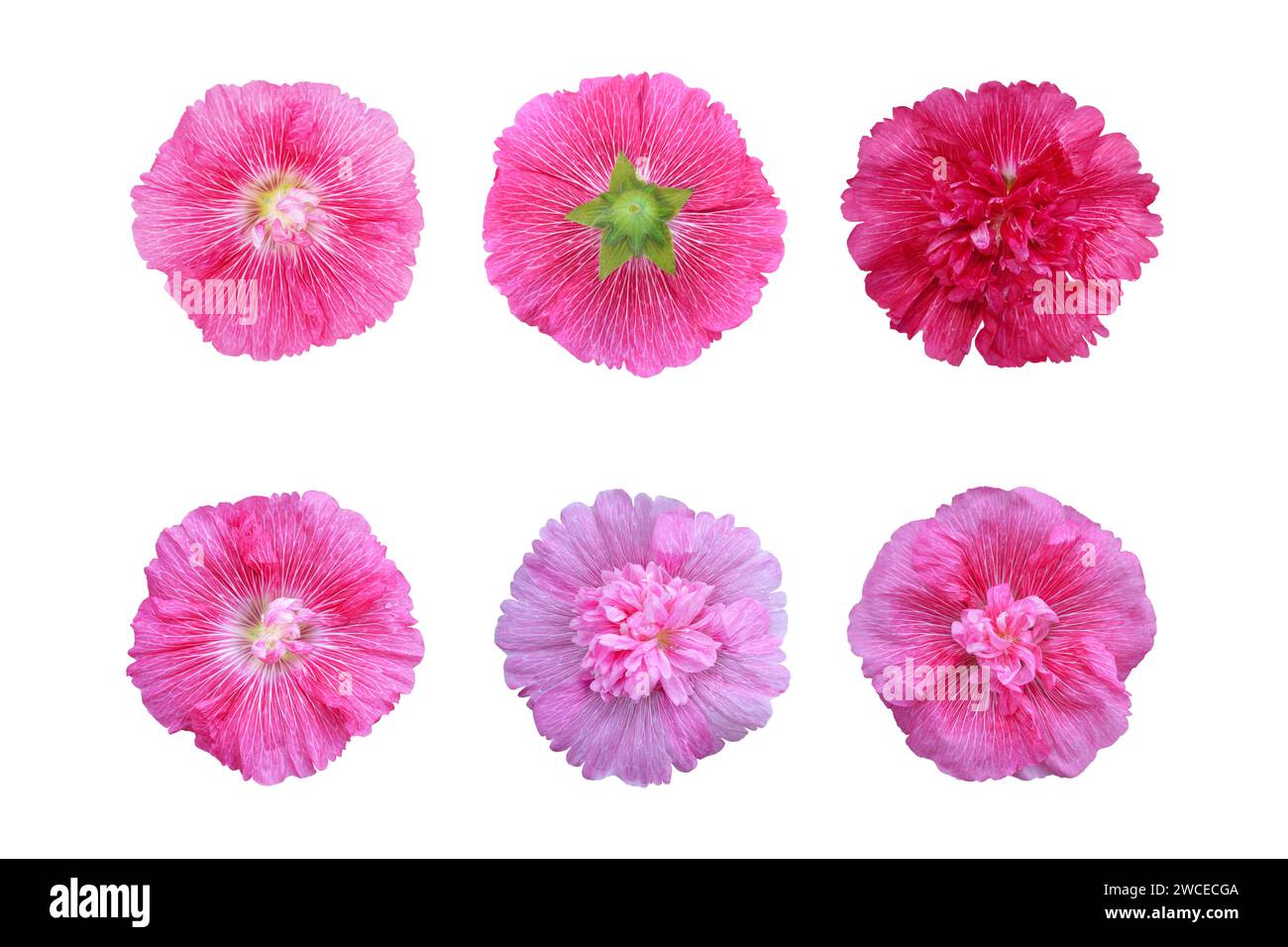 Collezione di fiori Hollyhock isolata su sfondo bianco Foto Stock