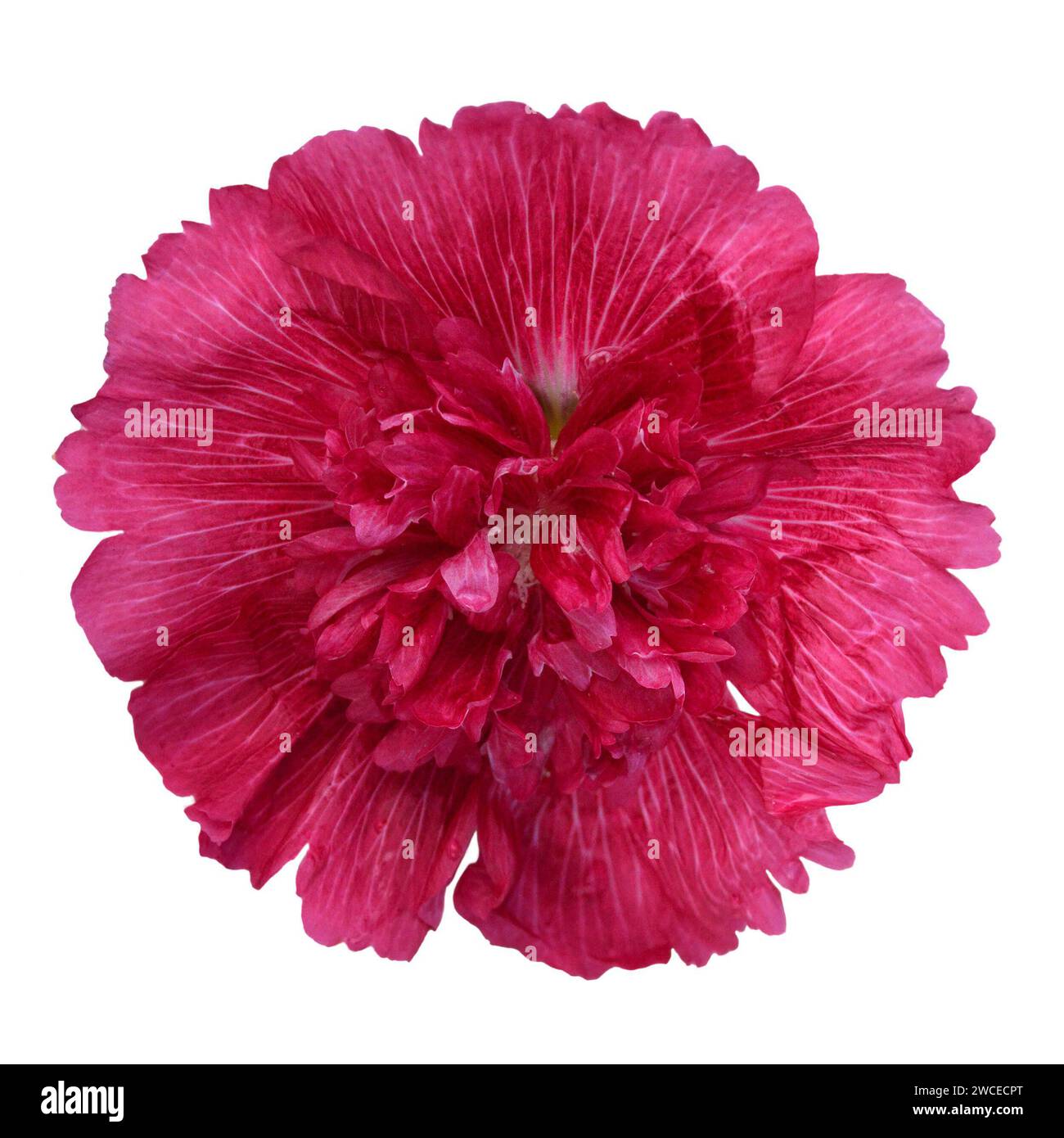 Hollyhock isolato su sfondo bianco Foto Stock