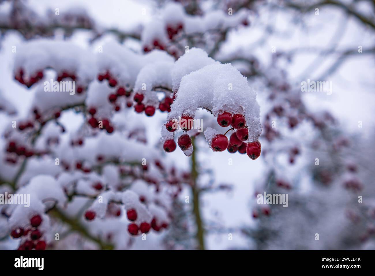 Biancospino con frutti con neve aderente. I rami del Biancospino si piegarono sotto il peso della neve e dei frutti rossi brillanti. Biancospino comune (C Foto Stock