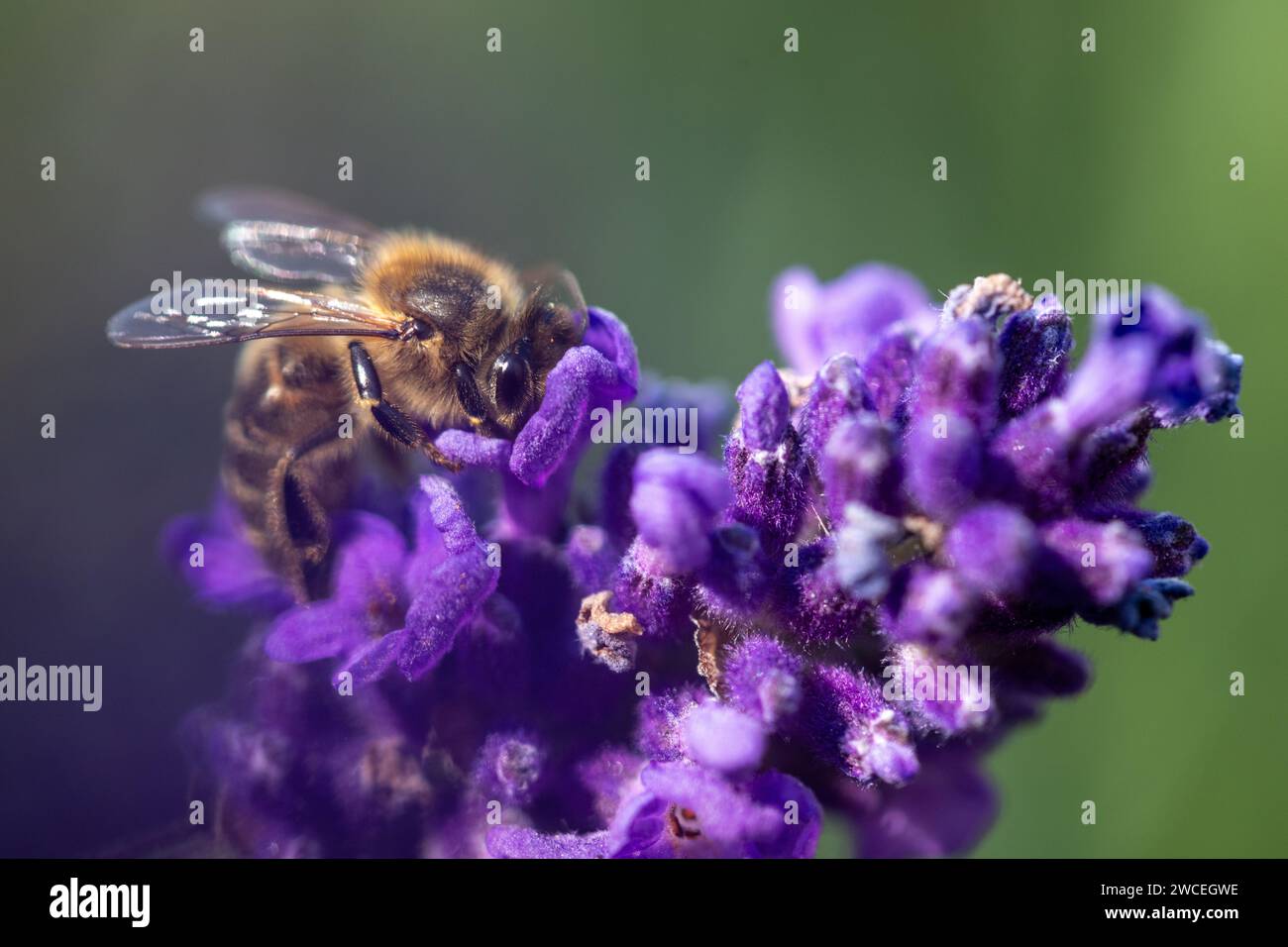 Da mangiare con un fiore di lavanda, vista ravvicinata con bokeh verde sullo sfondo e una stretta profondità di campo Foto Stock