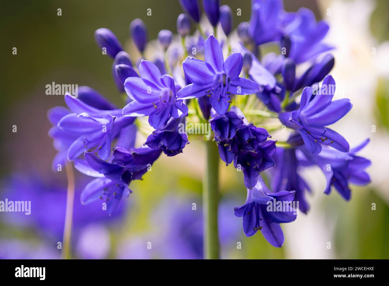 Apapanthus nell'iconico giardino agricolo degli eroi progettato da Carol Klein. Foto Stock