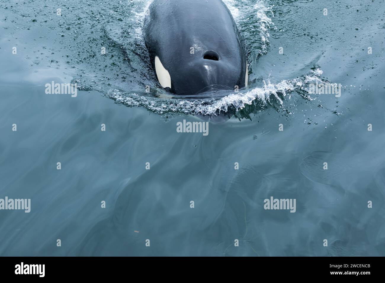 Curioso giovane Killer Whale, Orcinus Orca, superficie e nuota sotto la barca Foto Stock