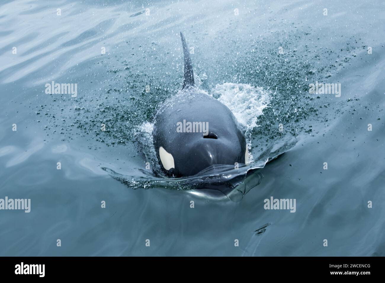 Curioso giovane Killer Whale, Orcinus Orca, superficie e nuota sotto la barca Foto Stock