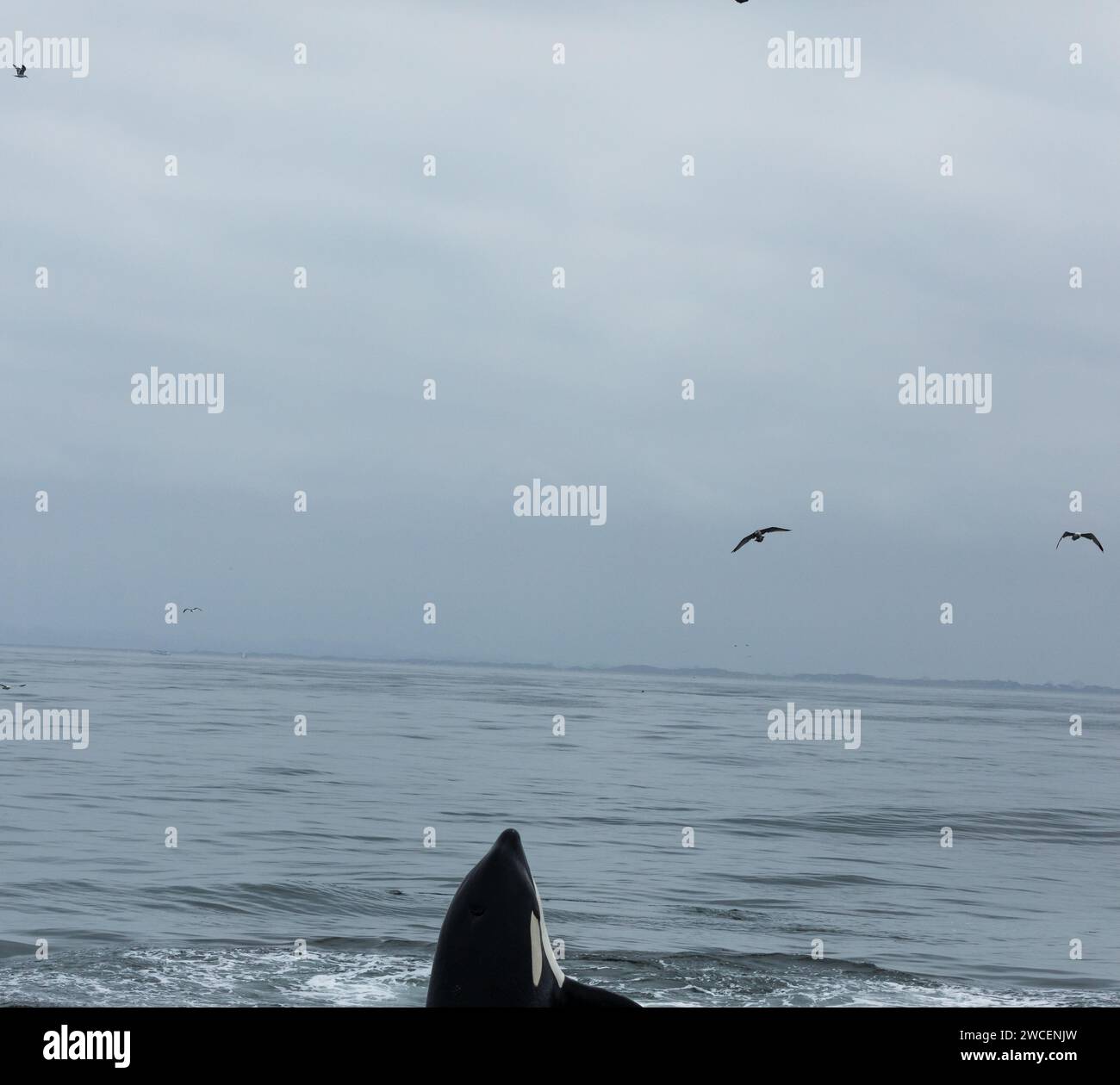 Le orche e gli spruzzi di minorile si infrangono mentre si gioca nelle acque blu e grigie dell'oceano pacifico Foto Stock