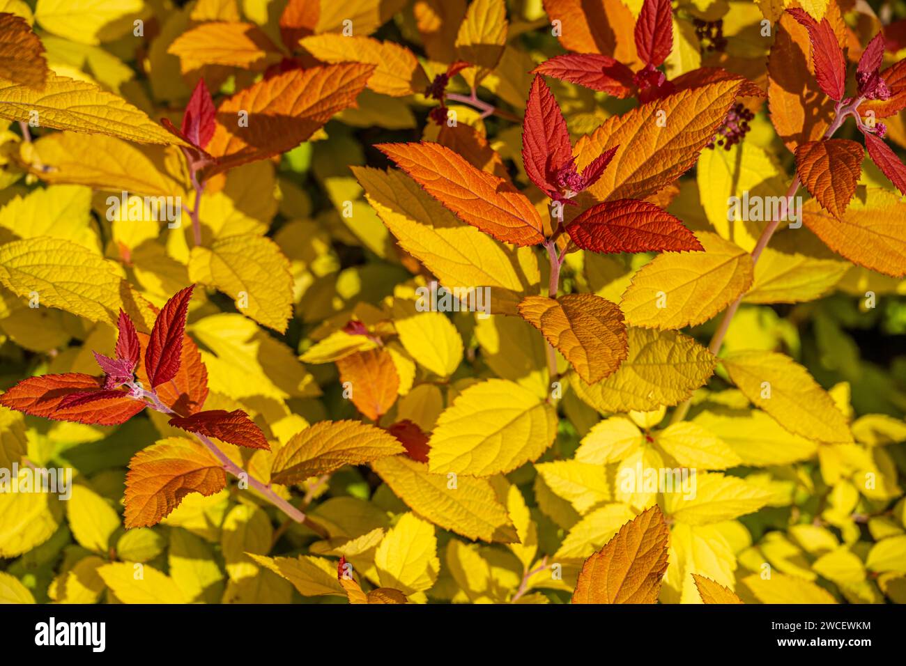 Colorato Double Play Candy Corn Spirea presso l'Atlanta Botanical Garden di Gainesville, Georgia. (USA) Foto Stock