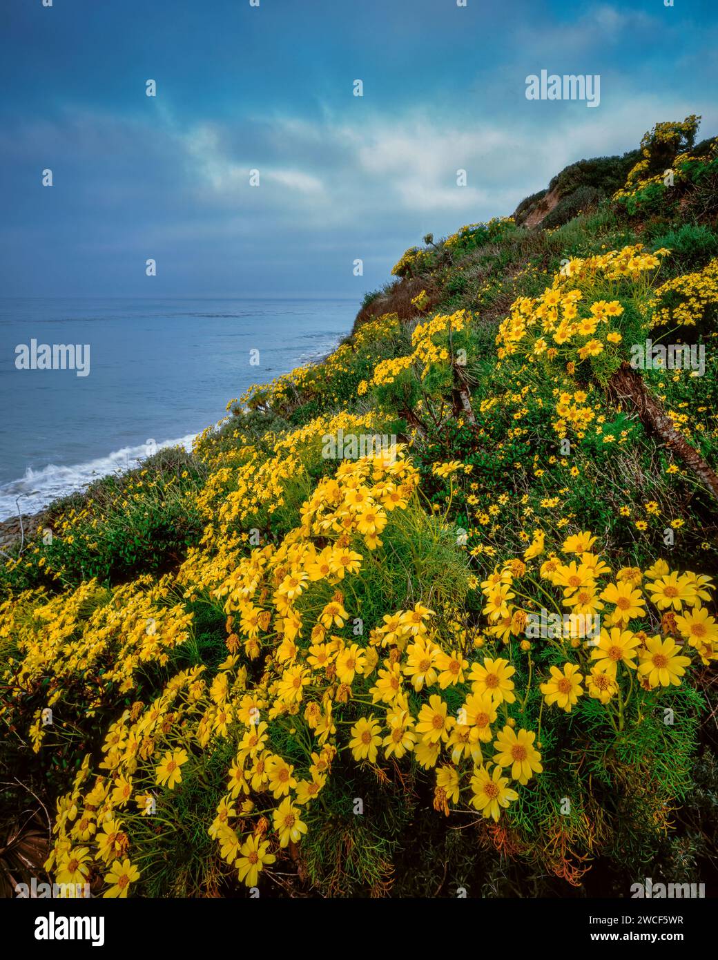 Coreopsis, Leo Carillo State Beach, Malibu, California Foto Stock