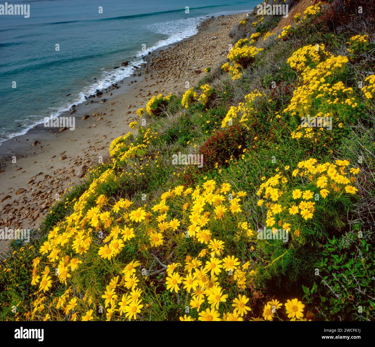 Coreopsis, Leo Carillo State Beach, Malibu, California Foto Stock