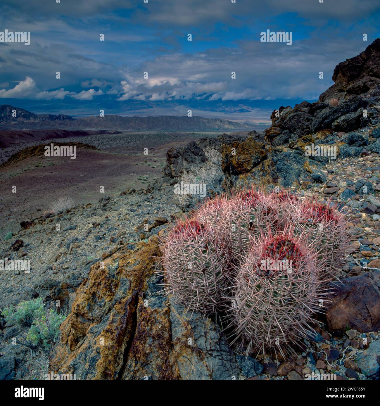 Cottontops, Echinocactus polycephalus, Echo Canyon, il Parco Nazionale della Valle della Morte, California Foto Stock