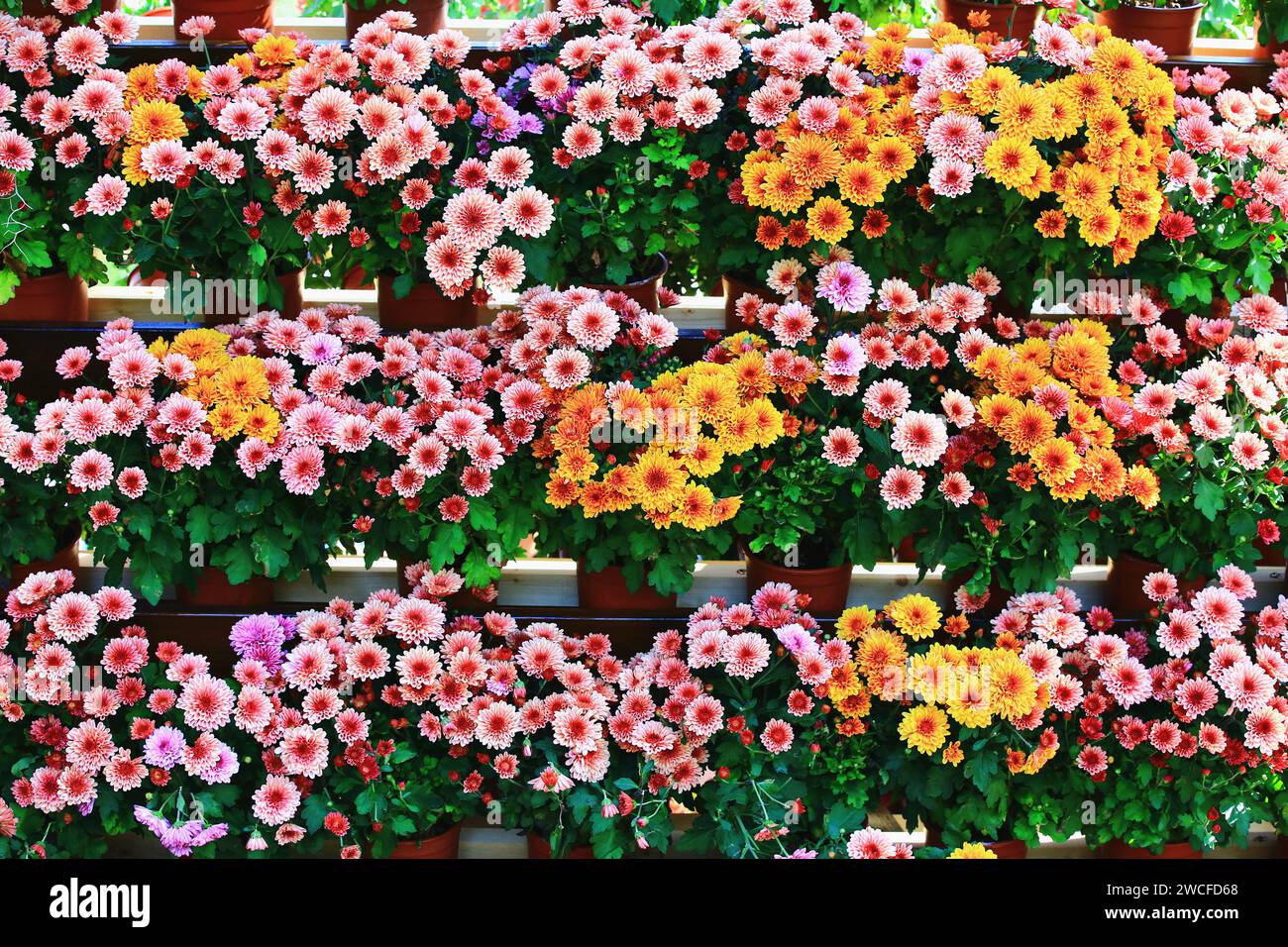Coloratissimi fiori di Chrysanthemum fioriscono nel giardino con foglie verdi Foto Stock