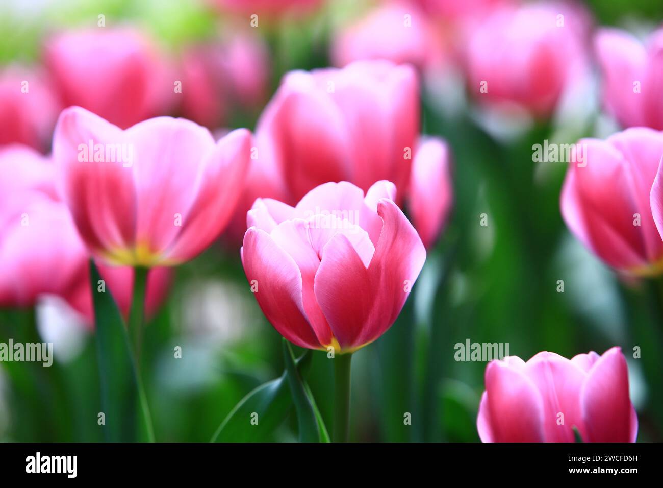 Fiori di tulipano rosa che fioriscono in giardino con foglie verdi Foto Stock