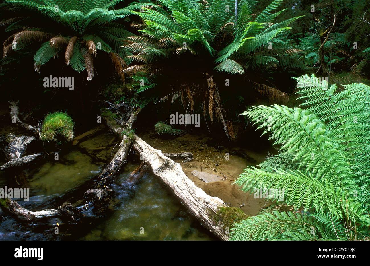 Ruscello d'acqua nella foresta pluviale, Tasmania, Australia Foto Stock