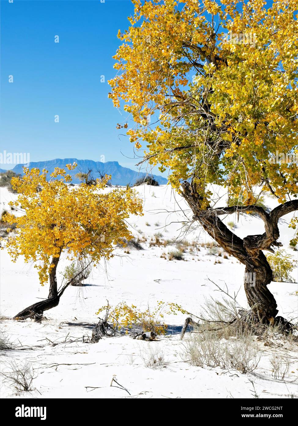 Due alberi di cottonwood autunnali al White Sands National Park Foto Stock