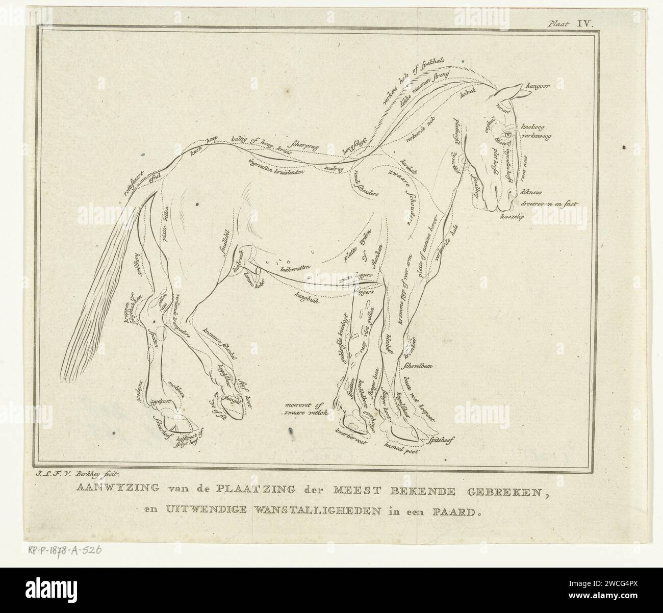 Anatomy van Horse con possibili difetti nel fisico, Johannes le Francq van Berkhey, 1739 - 1812 stampa Leida carta che incide animali favolosi (a volte erroneamente chiamati "grotesques"); "mostri" (Ripa) (+ alcuni dettagli anatomici). cavallo Foto Stock