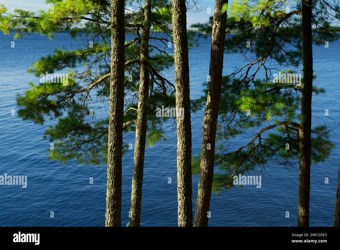 Pine on Kabetogama Lake, Woodenfrog State Forest Campground, Kabetogama State Forest, Voyageurs National Park, Minnesota Foto Stock