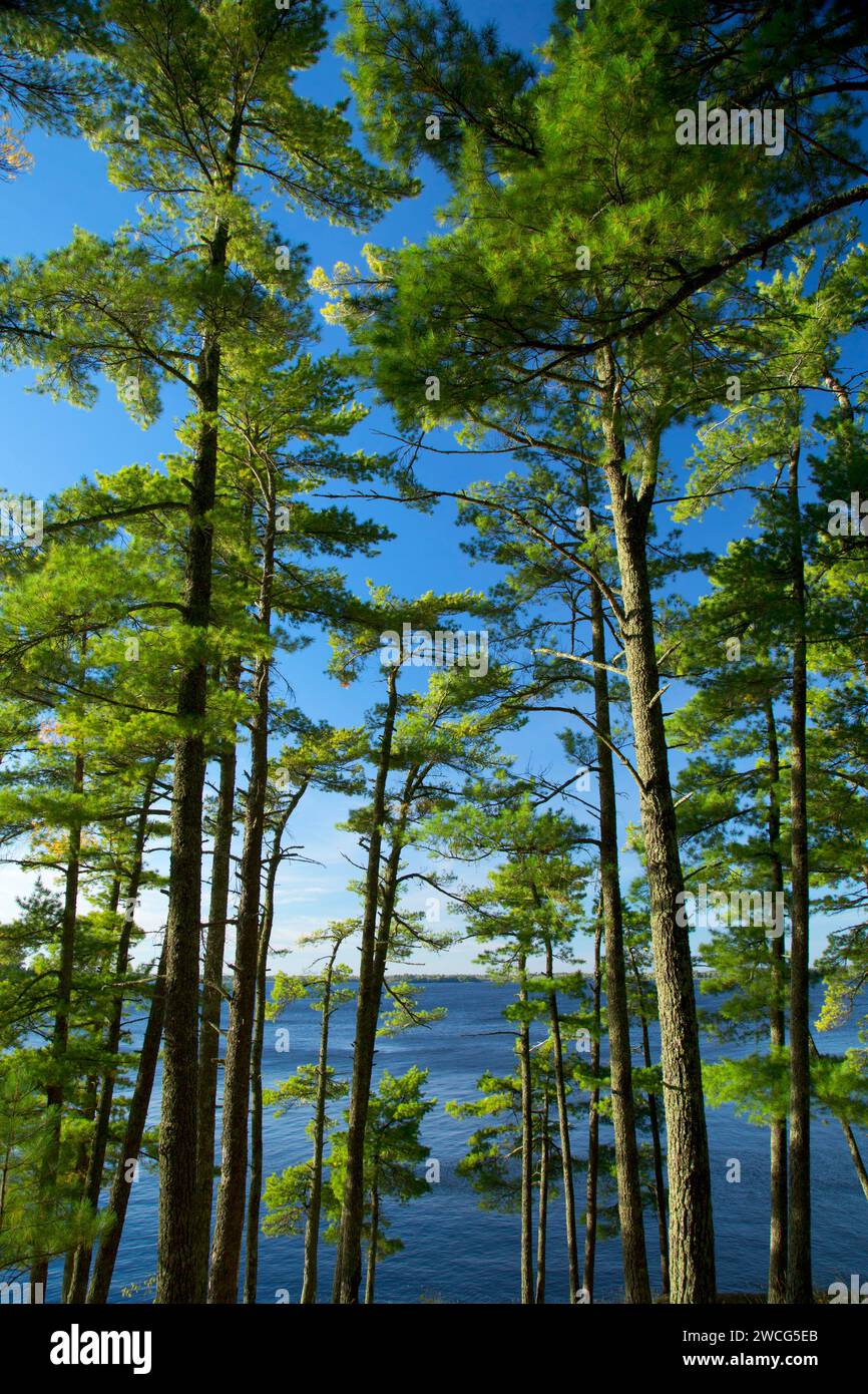 Pine on Kabetogama Lake, Woodenfrog State Forest Campground, Kabetogama State Forest, Voyageurs National Park, Minnesota Foto Stock