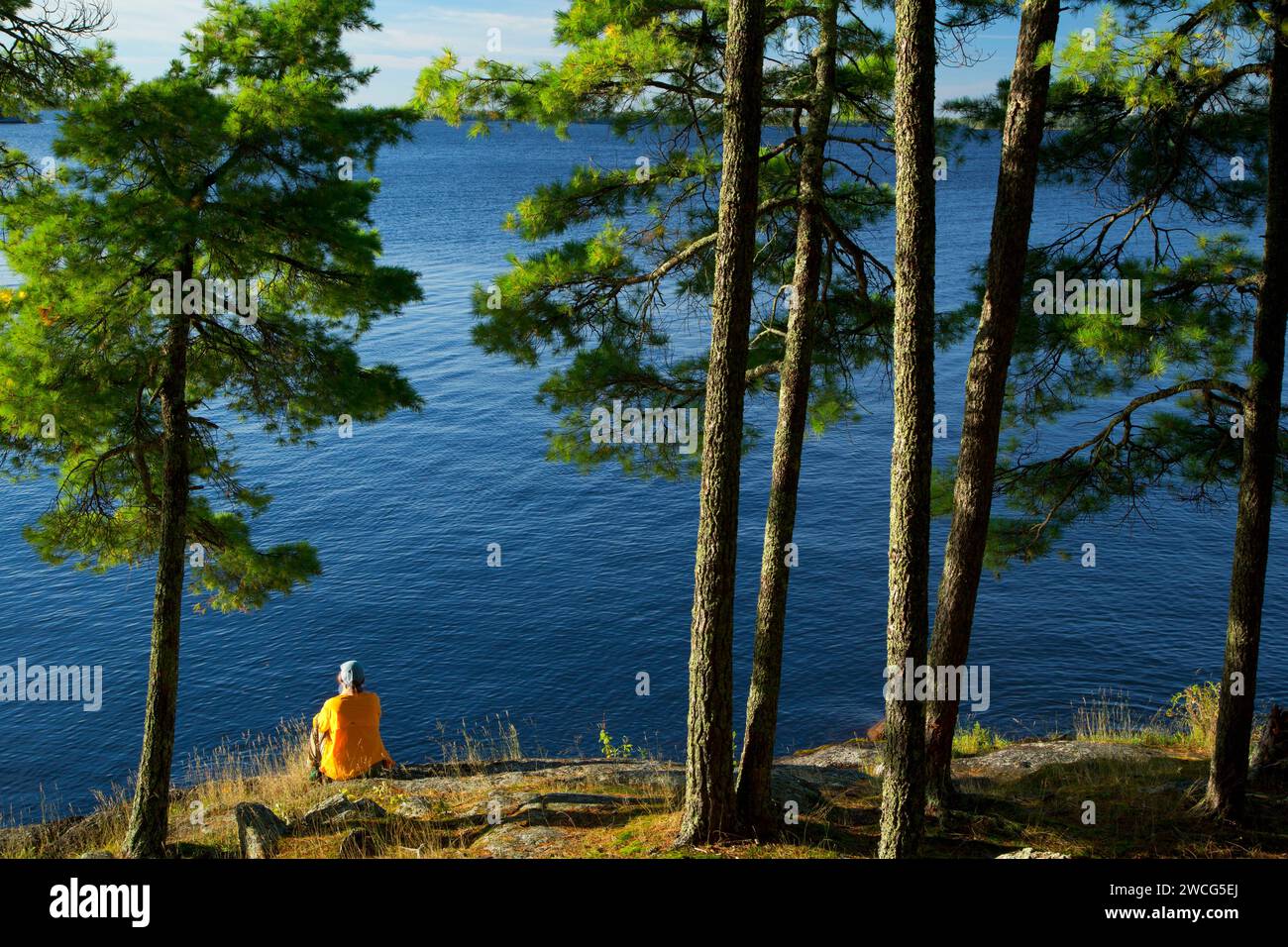 Pine on Kabetogama Lake, Woodenfrog State Forest Campground, Kabetogama State Forest, Voyageurs National Park, Minnesota Foto Stock