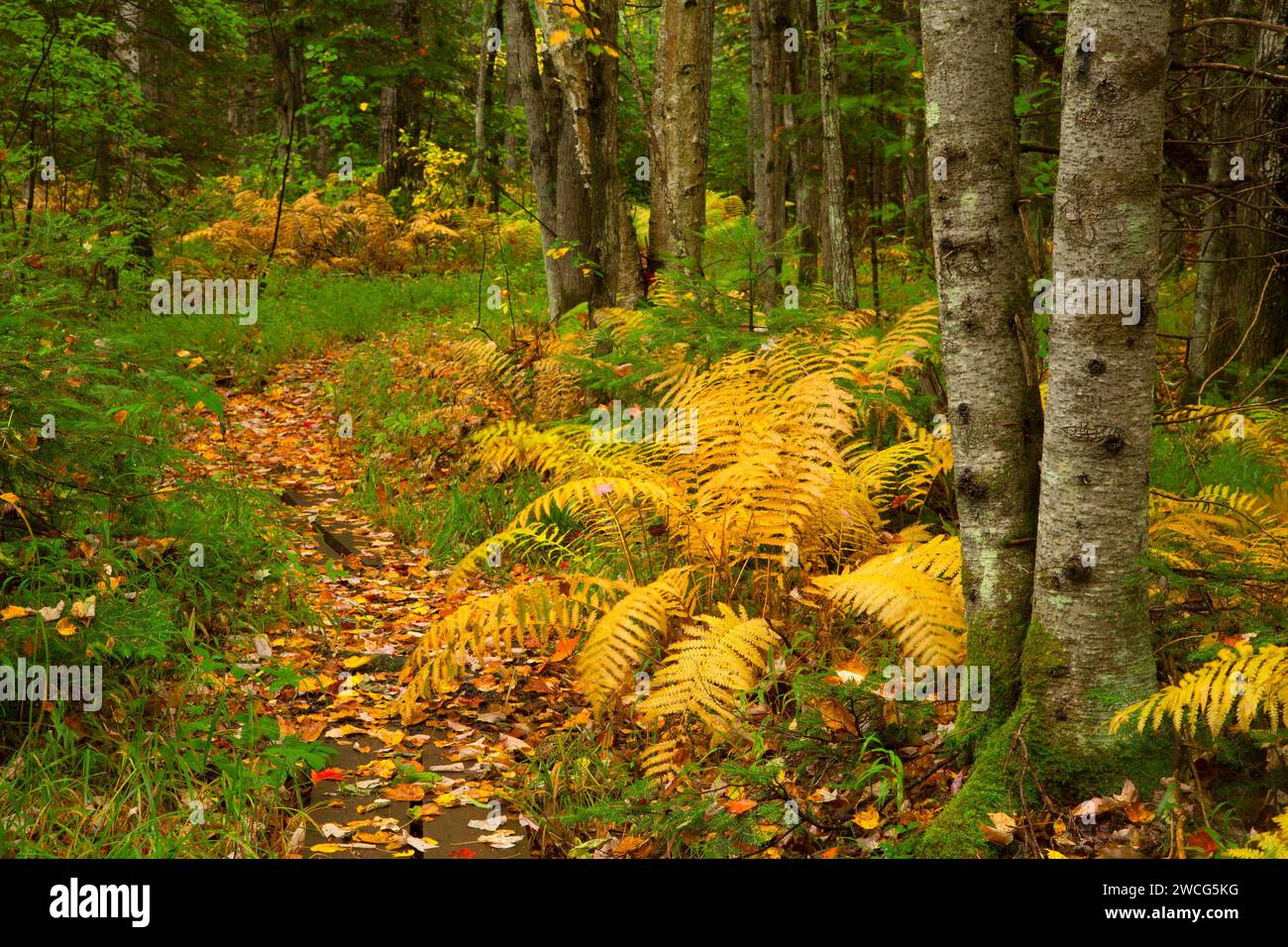 Sentiero forestale, Brule River State Forest, Wisconsin Foto Stock