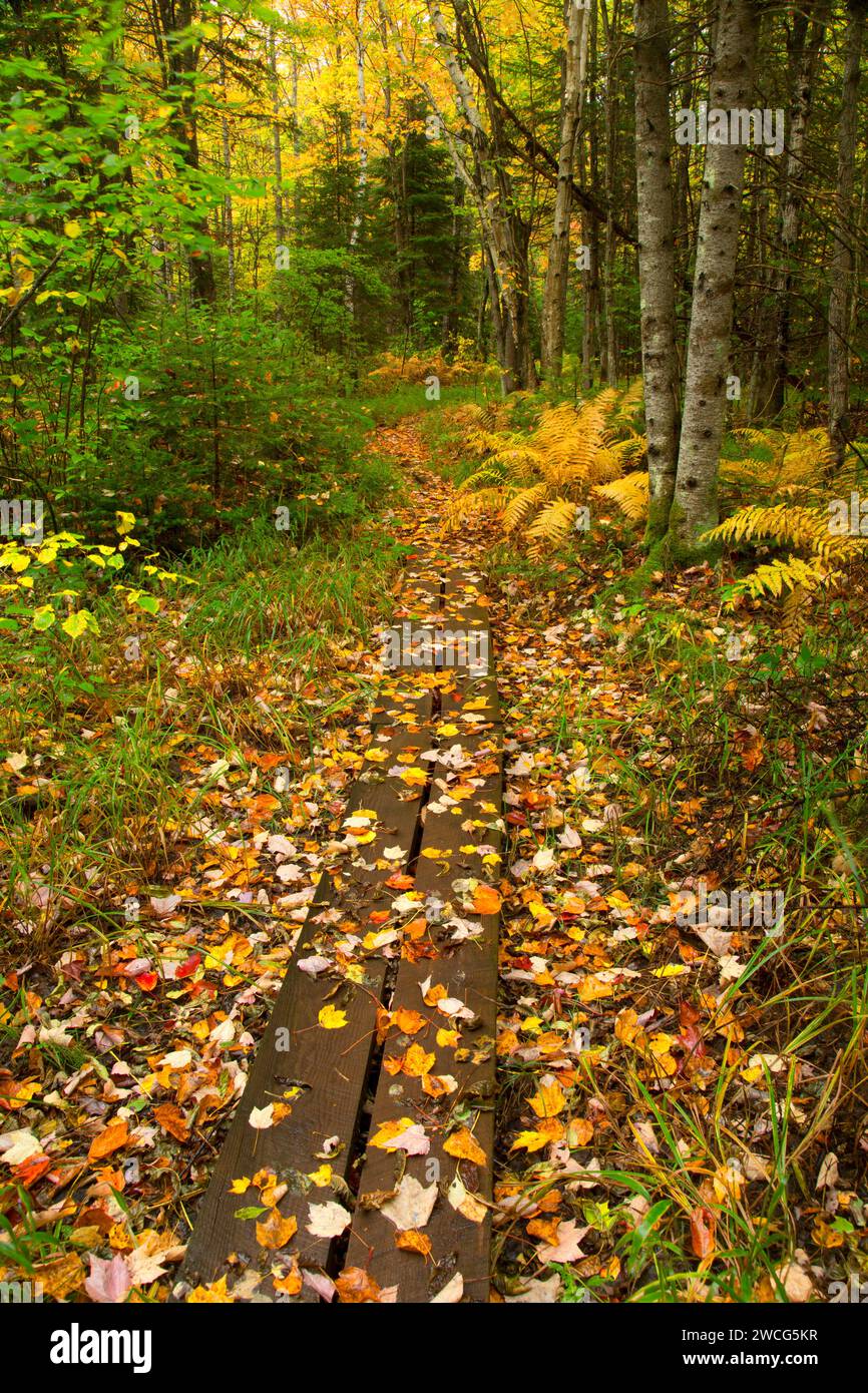 Sentiero forestale, Brule River State Forest, Wisconsin Foto Stock